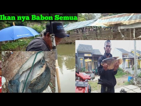 Pemancingan Kiloan Ikan Mas Patin Lele Dan Gurame