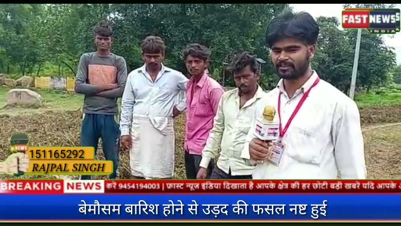 बेमौसम बारिश होने से उड़द की फसल नष्ट हुई/296627