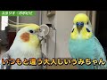 いつもと違う大人しいうみちゃん　#セキセイインコ　#オカメインコ　#コザクラインコ 