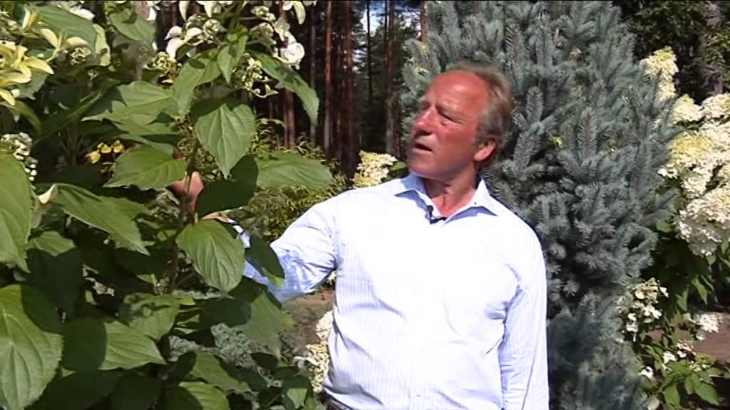 Hortenzijas - Raidījums 