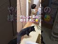 1歳赤ちゃんのイタズラも優しく受け入れる健気な豆柴お兄ちゃん【柴犬】#Shorts