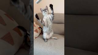WAIT! 🚀 Are they cats or flying leopards?! 😂 #egyptianmau #funnycat #kitten