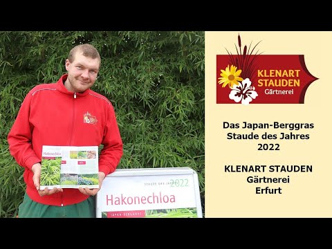 Video: Growing Forest Grass: Tipps zur Pflege japanischer Waldgräser