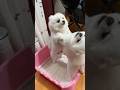 #foryou #funny #catvideos #shortvideo #pets #yutube