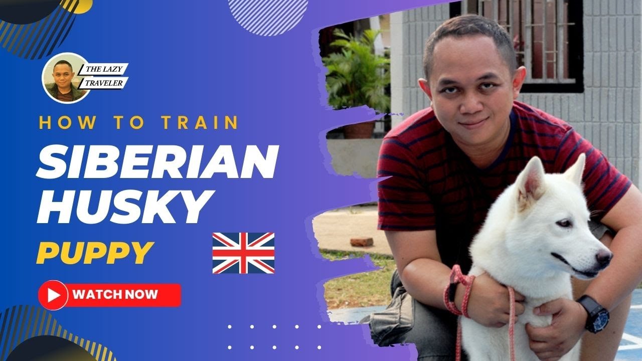 How to Train Your Siberian Husky Puppy (SO EASY!!!) YouTube