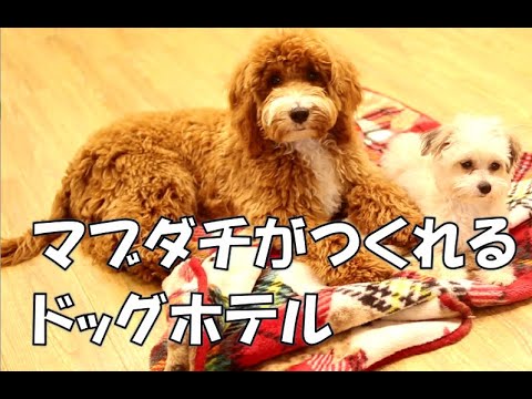 ãƒˆãƒªãƒŸãƒ³ã‚°ãƒ»ãƒšãƒƒãƒˆãƒ›ãƒ†ãƒ«ãƒ»çŠ¬ã®ä¿è‚²åœ’ï½œDOG DIAMONDï½œãƒ‰ãƒƒã‚° ...