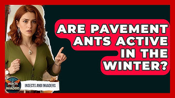Are Pavement Ants Active In The Winter? - Insects and Invaders