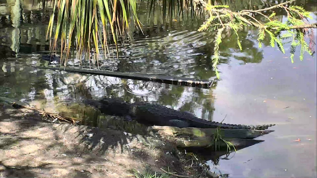 video phone beyonce mp3 Alligator Swamp and Spoonbills Cam 09-07-2018 07:51:19 - 08:51:20