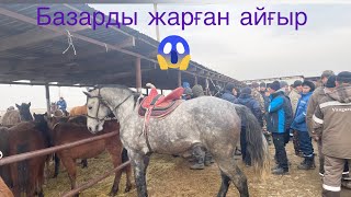 Шымкент мал базары. Сұмдық гигант айғырлар