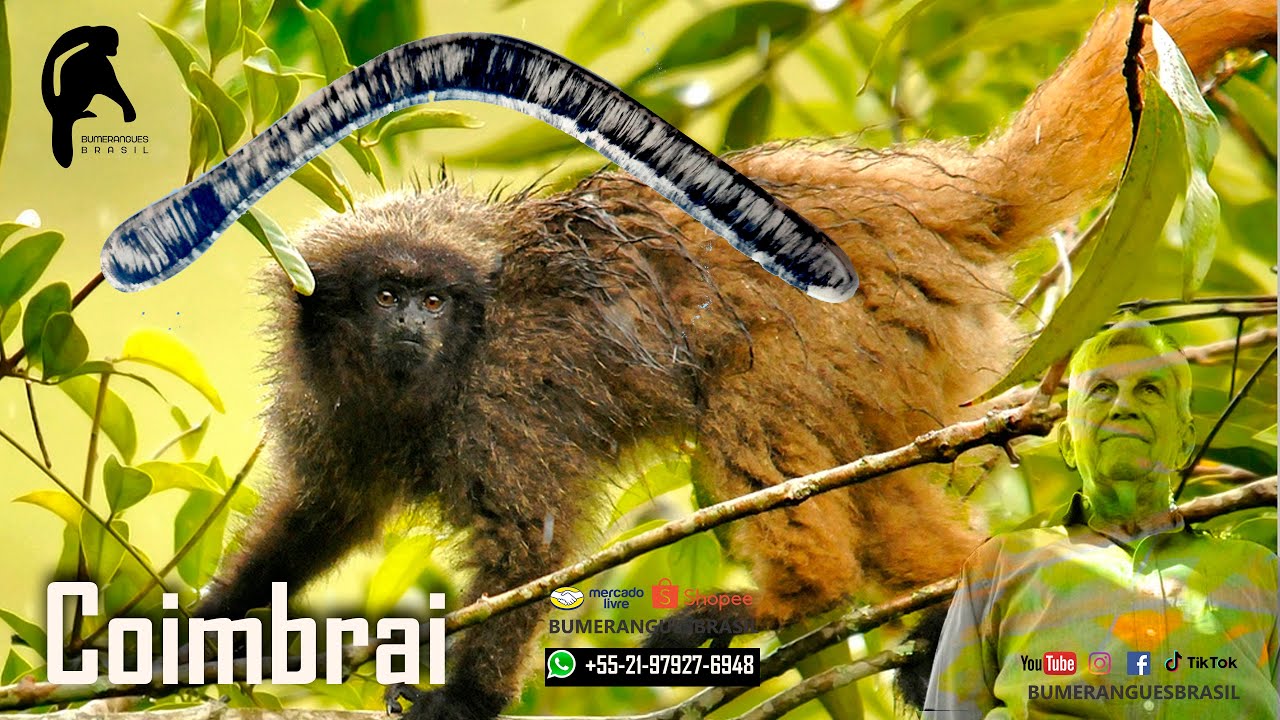 Bumerangue Coimbrai
