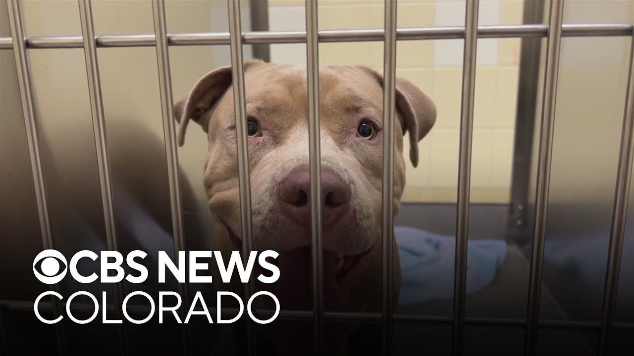 Denver "Pay to Spay" event rewards owners who spay their pit bulls