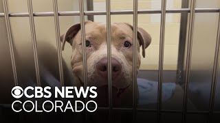 Denver "Pay to Spay" event rewards owners who spay their pit bulls