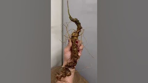 2 củ sâm rừng già 90 gam giá yêu thương mấy triệu thôi ạ mời các bác siêu tầm gọi 0377965679 e