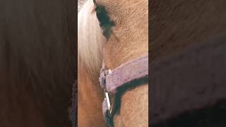 Thanks For The Love Horsey