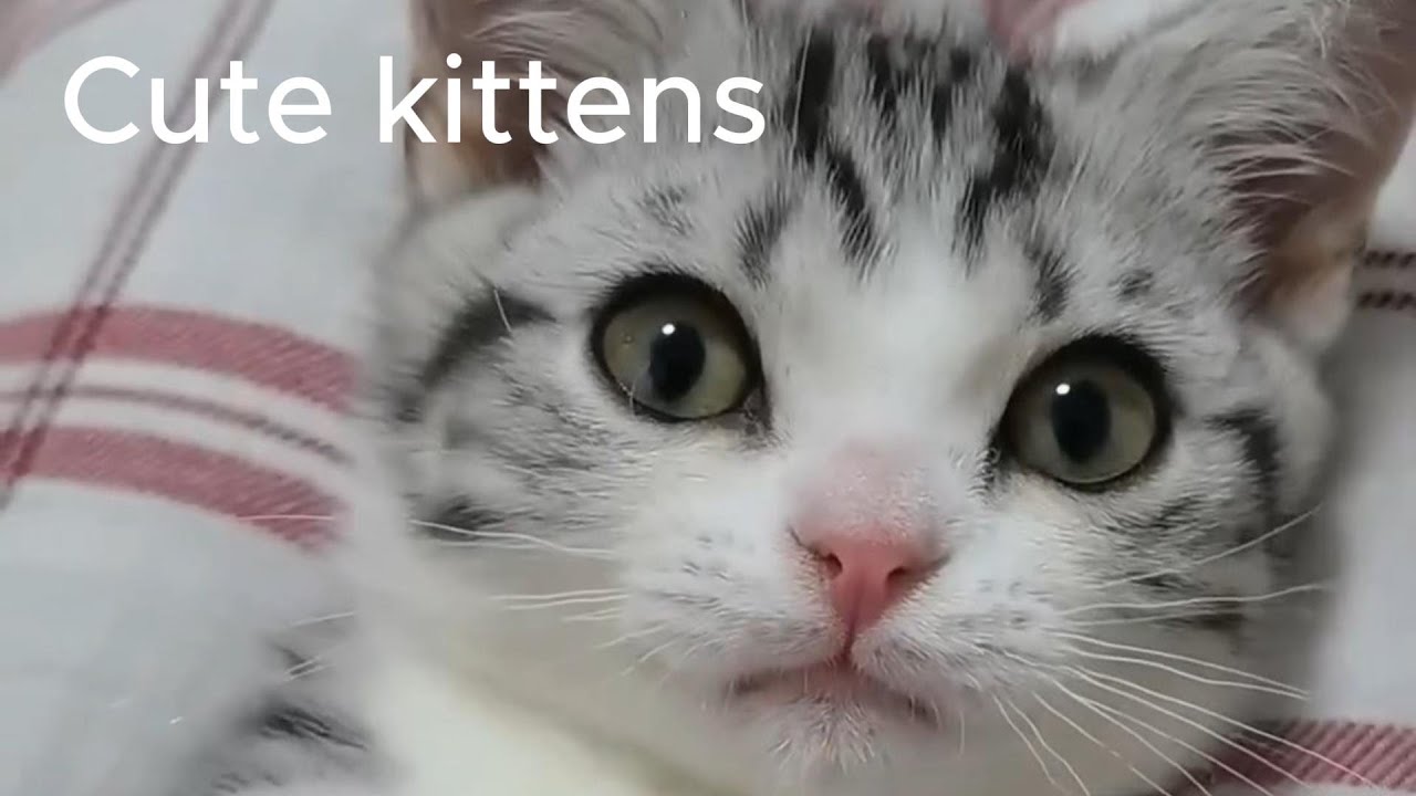 Cute kittens - YouTube