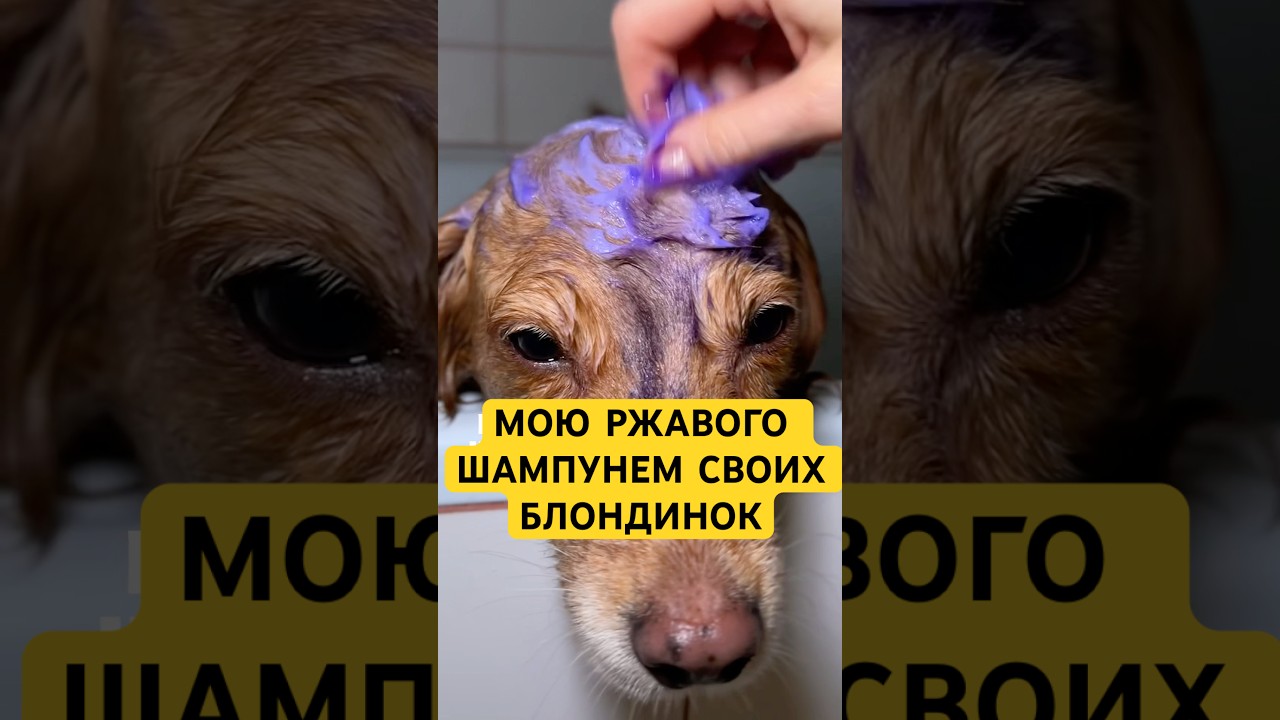 Посветлеел на пару тонов😳обновился до заводских настроек🤣 шампунь для животных wb: 