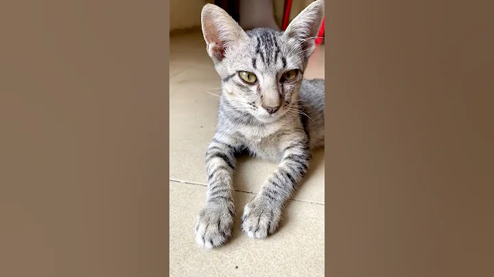 Video 8691481: catlover cutecat kucing kitten, kitten meow catlover cutecat, kitten pets catlover cutecat, cats kitten cutecat catlovers, kitten kucing catlover cute, kitten kucing animals catlover, cute gray cat