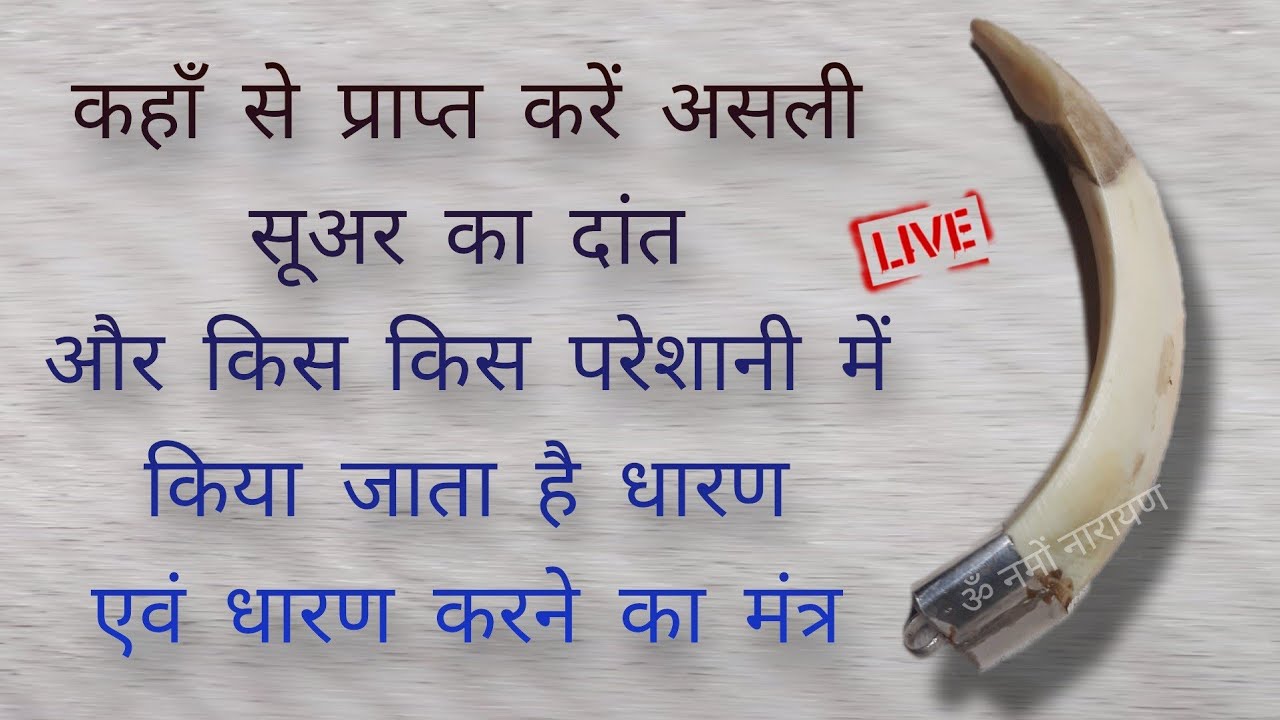 कहाँ से प्राप्त करें असली सूअर का दांत और किस किस परेशानी में किया जाता है  धारण