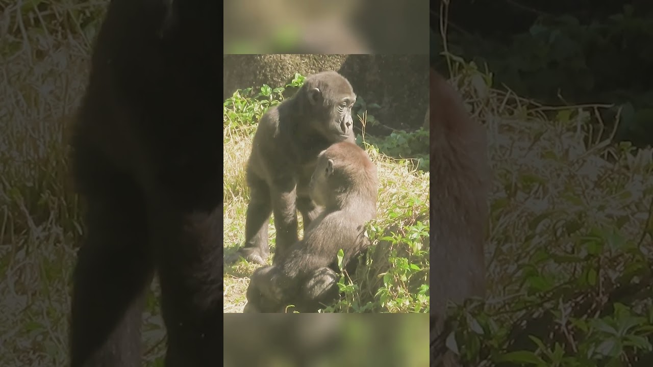 Ringo waned to Jabali carrying him 