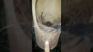 Download Lagu Anakan Tledekan Gunung Umur satu hari MP3