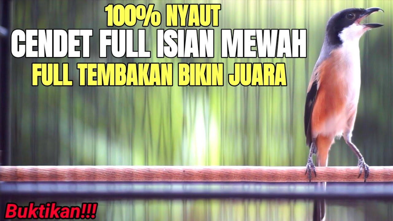 MASTERAN BURUNG CENDET FULL TEMBAKAN