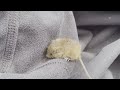 野焼きから逃げ出してきた「カヤネズミ」 動画撮影者によじ登る めったに人前に姿を見せない準絶滅危惧種