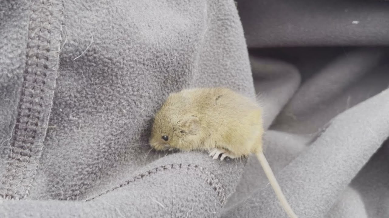 野焼きから逃げ出してきた「カヤネズミ」　動画撮影者によじ登る　めったに人前に姿を見せない準絶滅危惧種