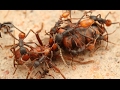Des fourmis décapitent leur reine - ZAPPING SAUVAGE