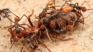 Ants decapitate their queen  ZAPPING SAUVAGE