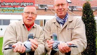 Inside Hans Eijerkamp's Champion Pigeon Loft: Unveiling Racing Pigeon Excellence