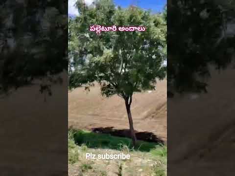 #chinnayagudem #nidadavolu #villagelife #village #villagevlog #villagelifestyle #nature #naturelover