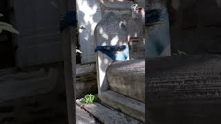 Kız Dede Ve Üç Rivayet Bandırma - Edincik