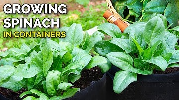 How to Grow Spinach in Containers in 3 Easy Steps | From Seed to Harvest