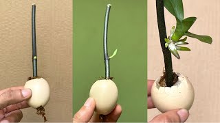 This Weird Thing Makes The Branches Grow Fast, Seedlings And Bloom Forever