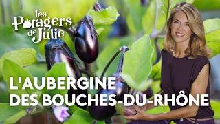 The Barbentane Eggplant - Julie's Vegetable Gardens screenshot 1