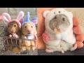 Chuột hamster 🐭 ngộ nghĩnh, ham ăn và đáng yêu 2020 P1 l funny, greedy and lovely hamster 2020 P1