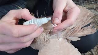 Вакцинация голубей от вертячки 2021год.