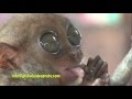 WORLD'S SMALLEST PRIMATE...TARSIER OF BOHOL ISLAND, PHILIPPINES