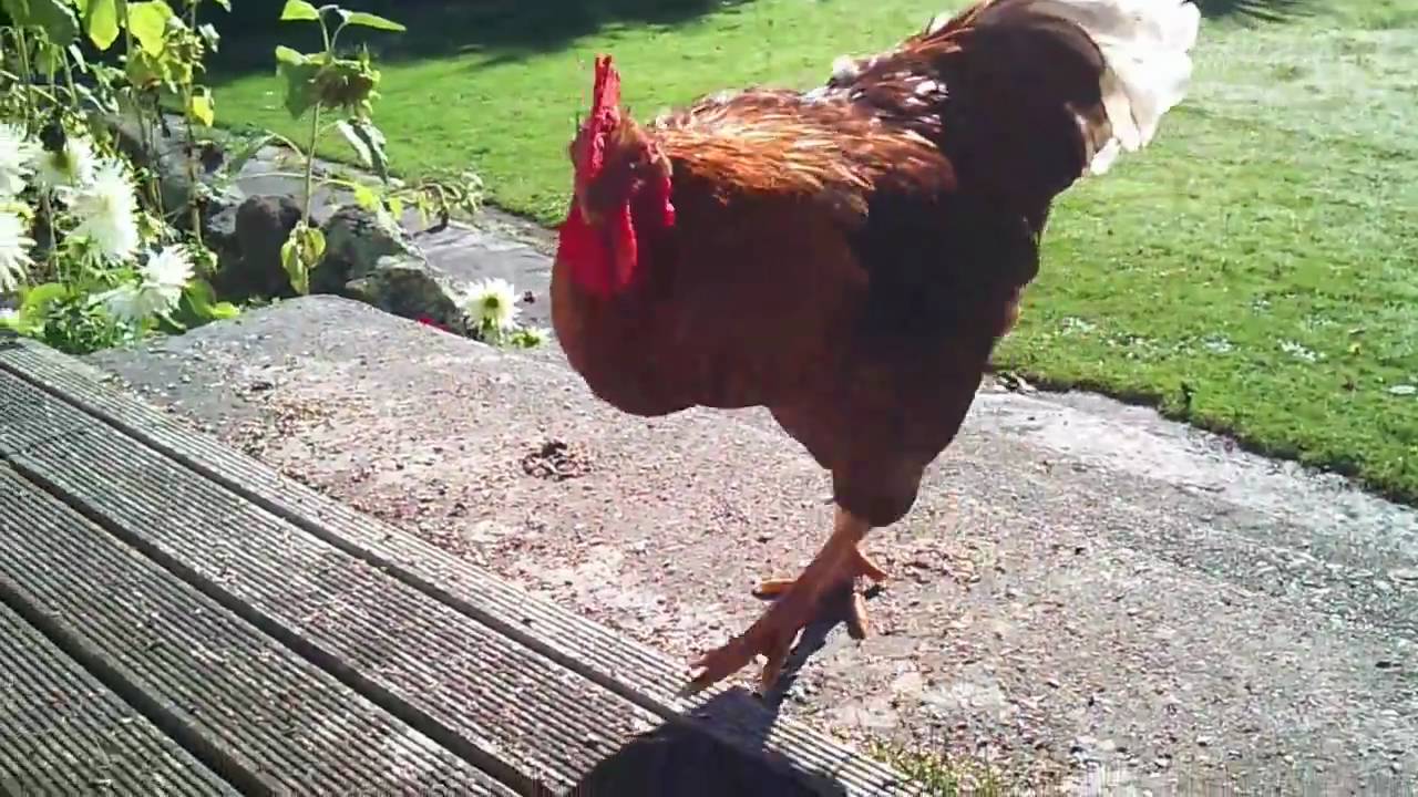 Brooster The Rooster Crowing And Growing Youtube 