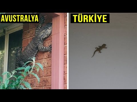 Video: Avustralya'daki Hayvanlar Nelerdir