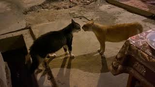 Cat fight gone wrong.. watch till the end.