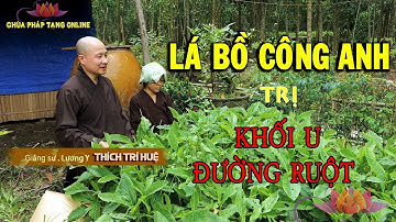 Tác dụng diệu kỳ Bồ Công Anh với KHỐI U ĐƯỜNG RUỘT (Dandelion)|| CHÙA PHÁP TẠNG