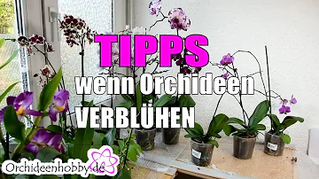 Was muss man tun wenn Orchideen verblüht sind?