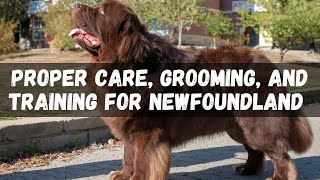 Proper Care, Grooming, and Training for Newfoundland Dog Breed