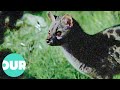 The Genet Europe S Most Elusive Secretive Predators Our World The Genet Europe S Most Elusive Secretive Predators Our World