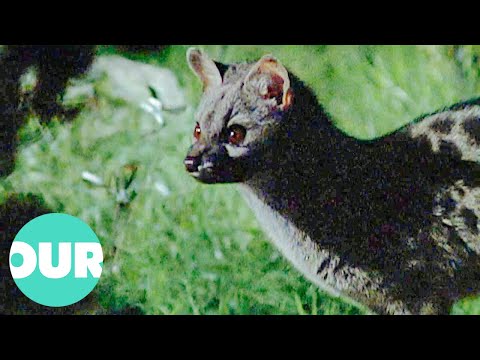 The Genet Europe S Most Elusive Secretive Predators Our World