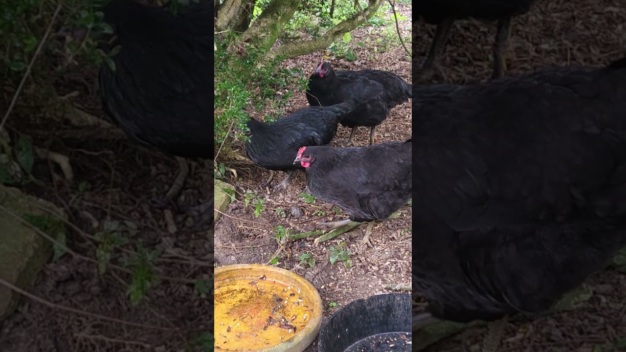 Free-Range Black Australorp 