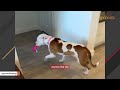 Dog's heartbroken when family abandons her