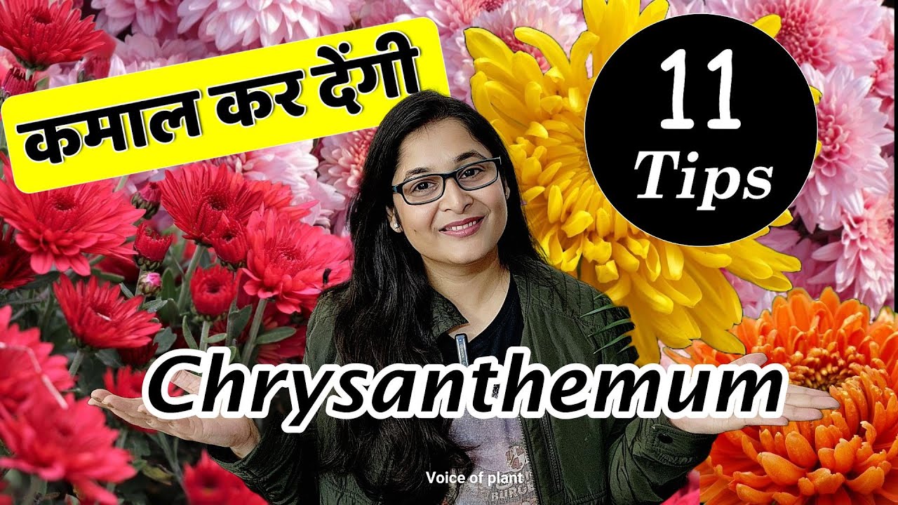 🔴GULDAUDI CRYSANTHEMUM GULDAVARI plant care गुलदाऊदी सालो साल फूल देगा #guldaudi #crysanthemum