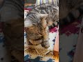 カリンバを聞いてくれるとろろ